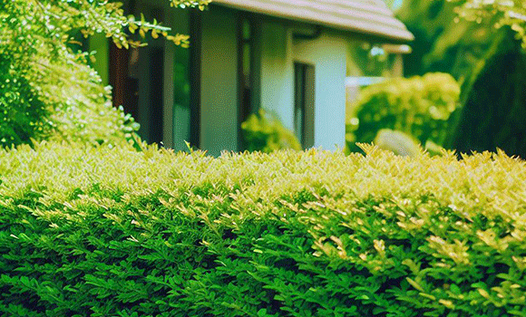 Krzewy na żywopłot - jakie gatunki wybrać i jak je pielęgnować