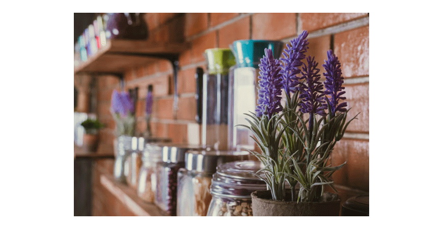 Lawenda w doniczce – jak uprawiać i pielęgnować lawendę