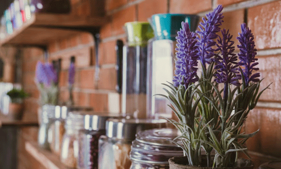 Lawenda w doniczce – jak uprawiać i pielęgnować lawendę