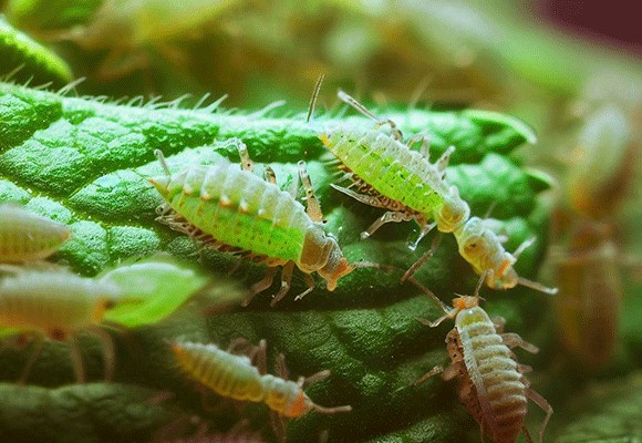 Domowe sposoby na mszyce - jak się ich pozbyć? Naturalne i domowe sposoby na mszyce