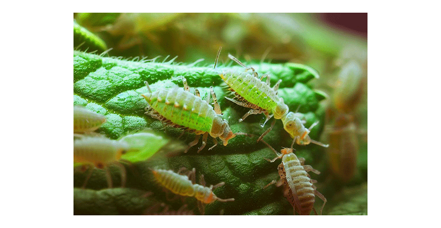 Domowe sposoby na mszyce - jak się ich pozbyć? Naturalne i domowe sposoby na mszyce