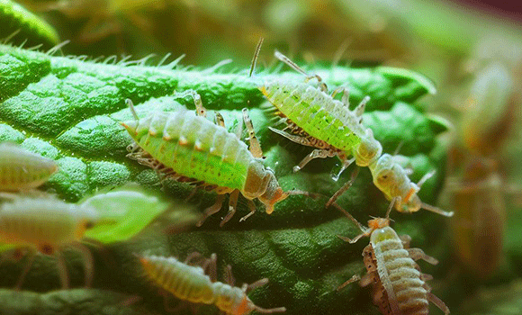 Domowe sposoby na mszyce - jak się ich pozbyć? Naturalne i domowe sposoby na mszyce